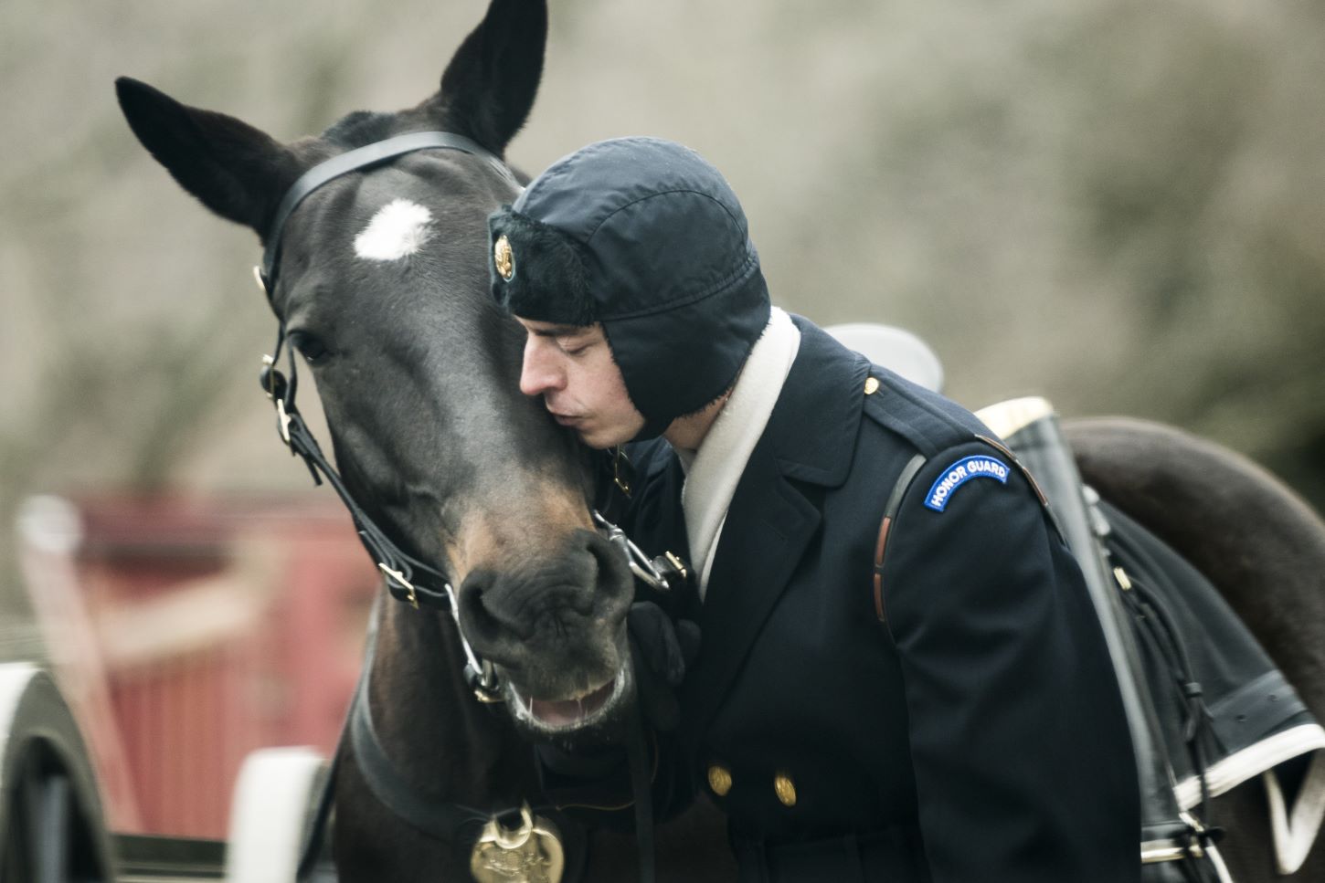 Army’s new rehab plan for Arlington military horses