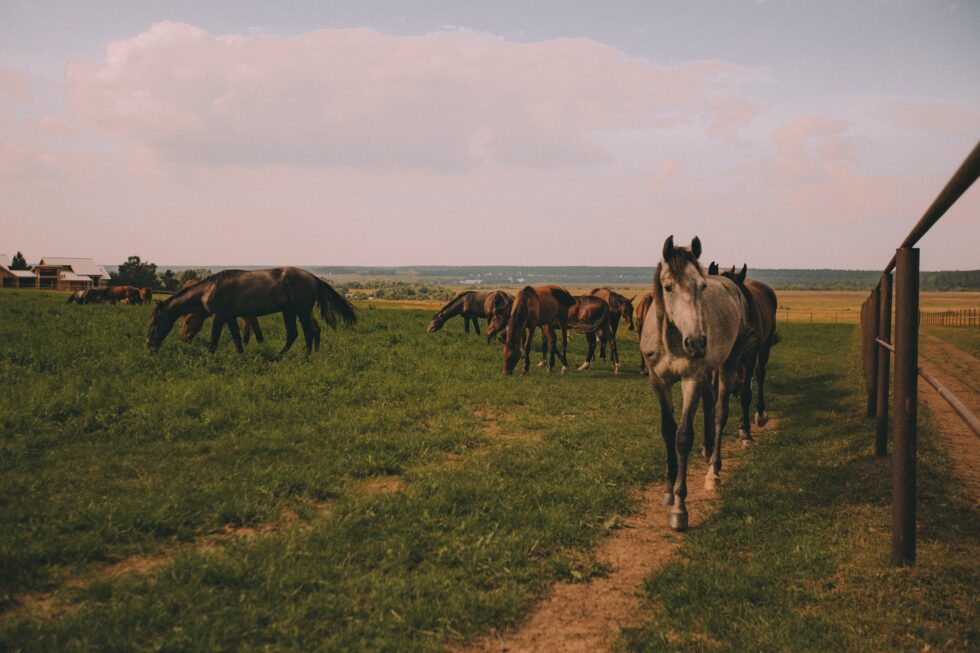Mission Mustang: healing veterans & wild horses