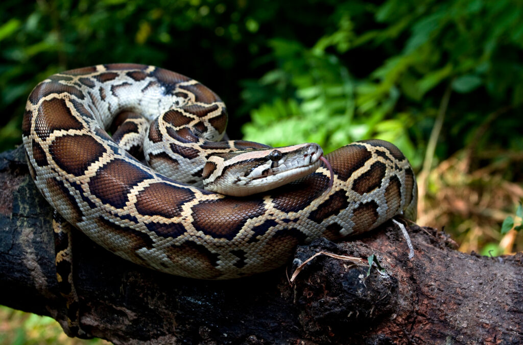 NYC man arrested over his trouser snake