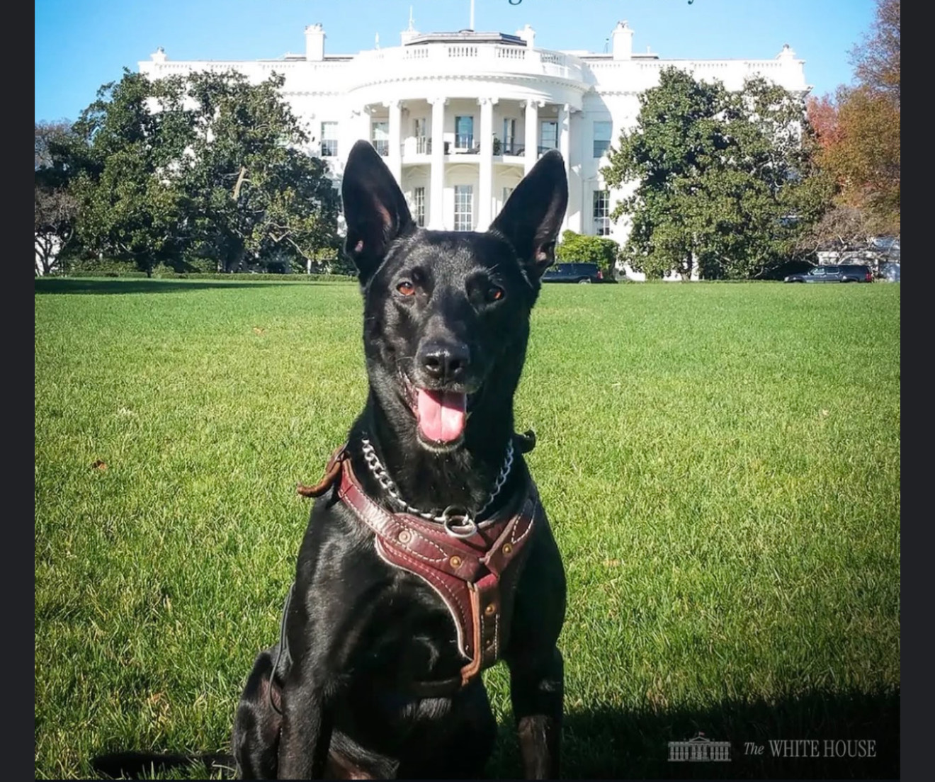 K9 Hurricane Dies at 16