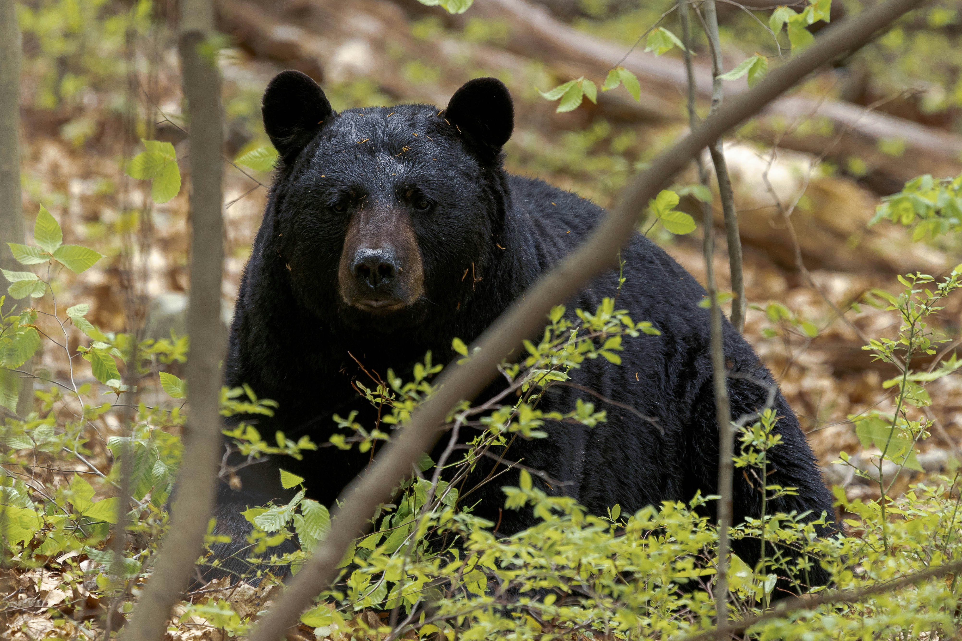 Florida Man Shoots Bear Hiding in His Shower